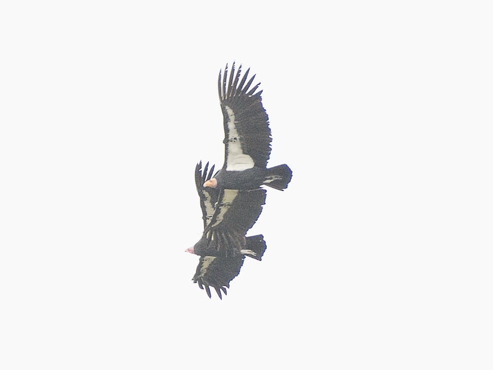 California Condor - ML620836364