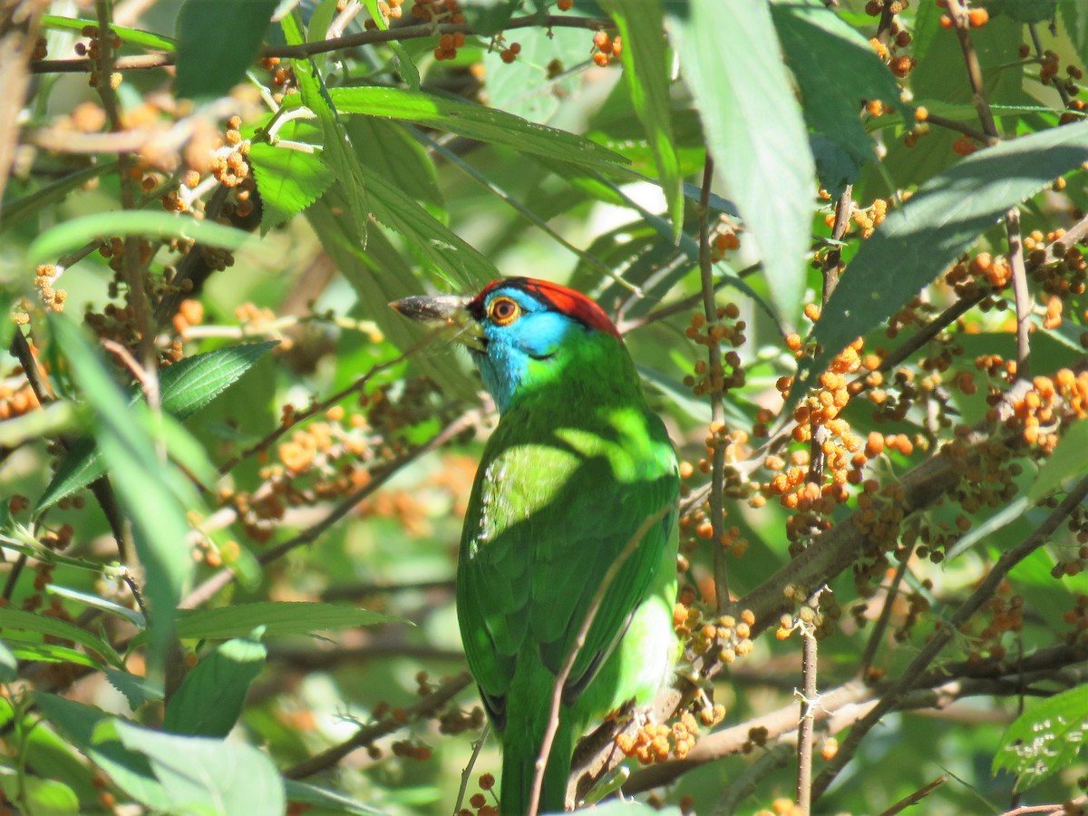 Blue-throated Barbet (Red-crowned) - ML620836372