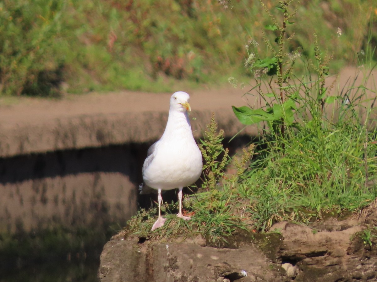 Herring Gull - ML620836376