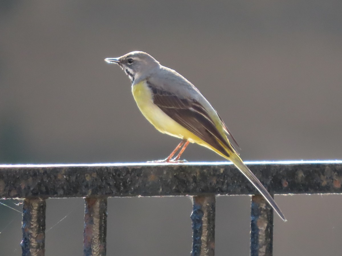 Gray Wagtail - ML620836388