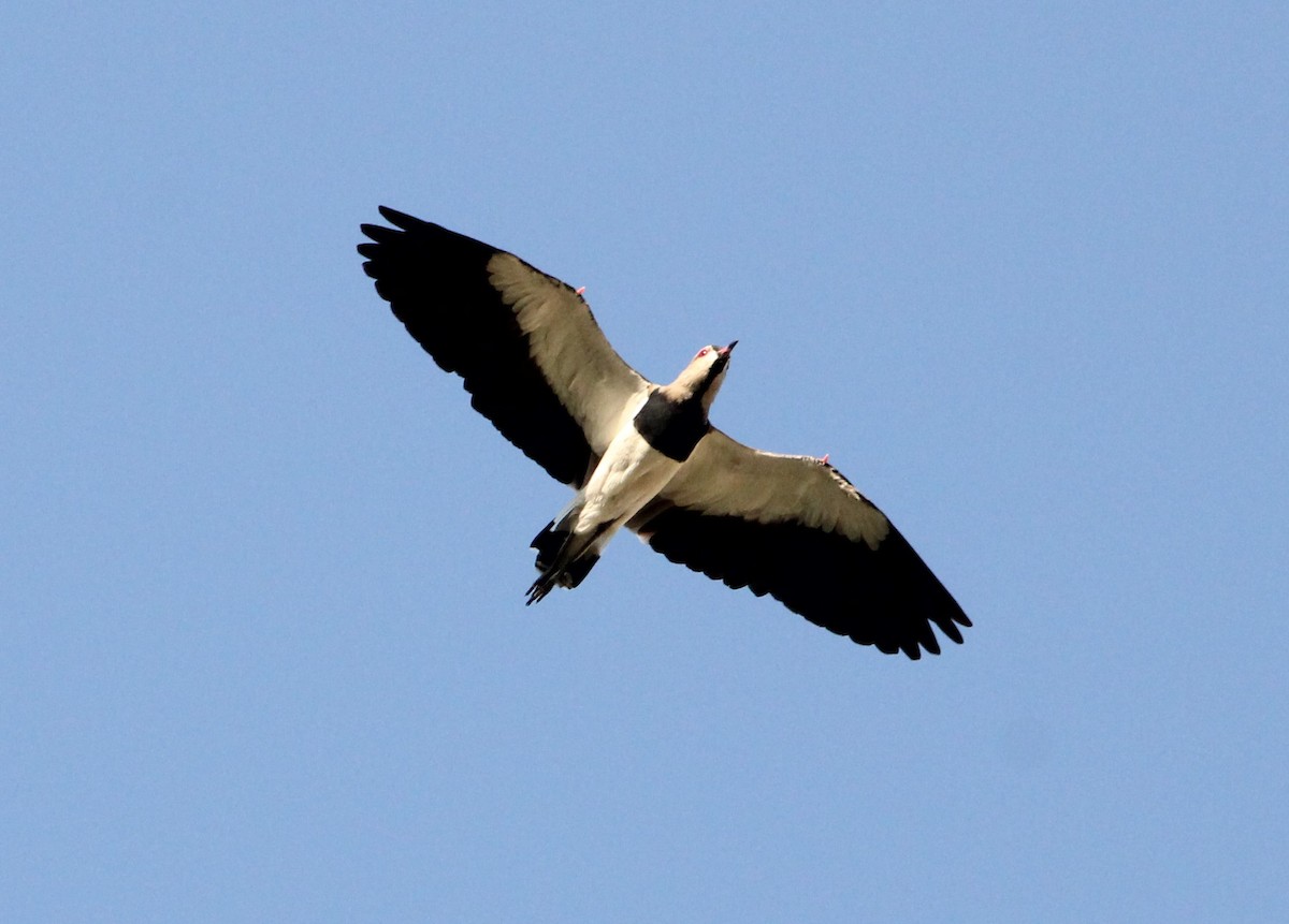 Southern Lapwing - ML620836392