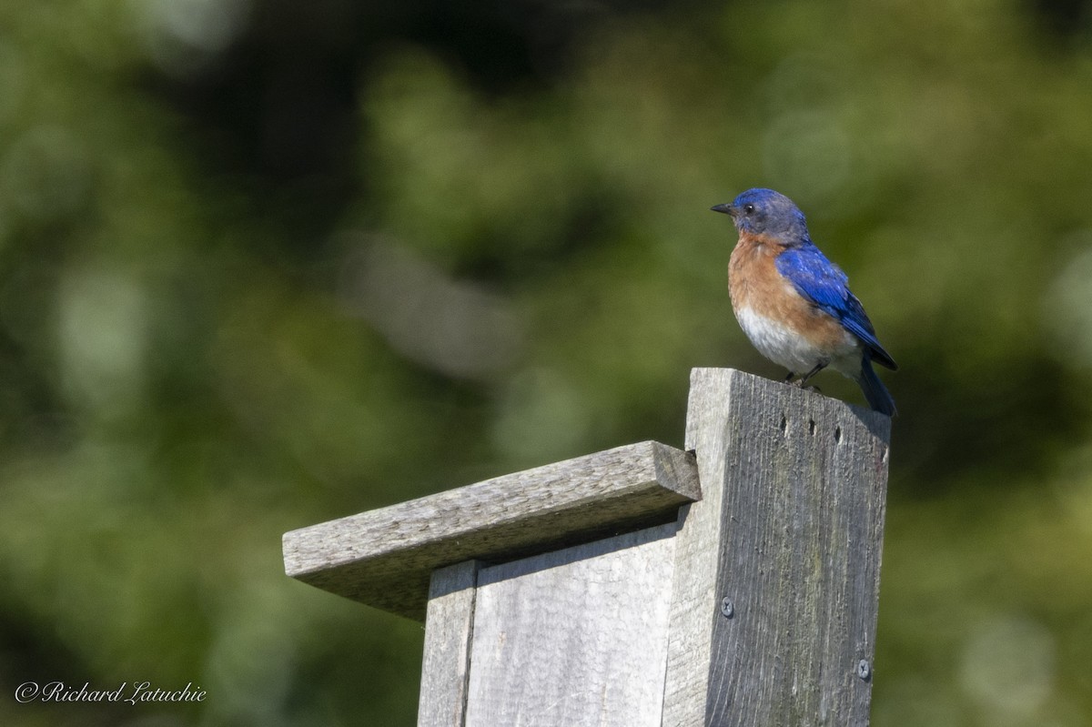 Eastern Bluebird - ML620836415