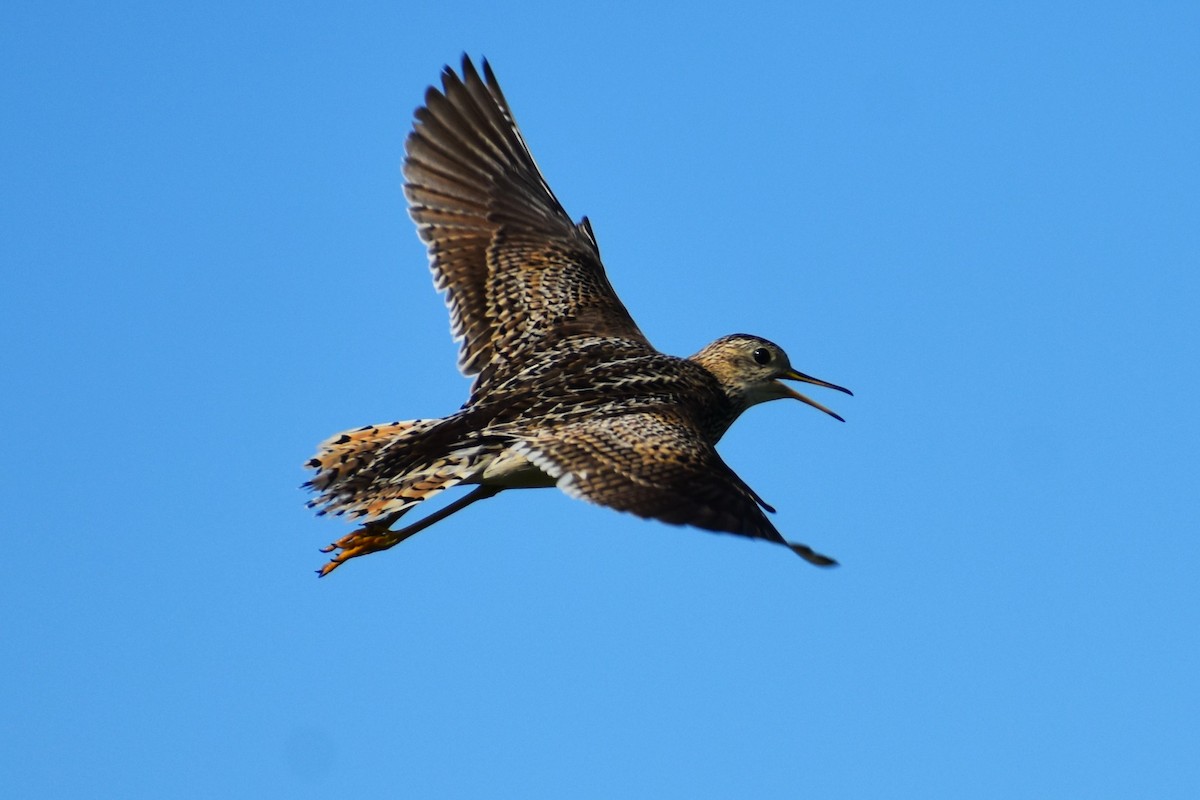 Upland Sandpiper - ML620836417