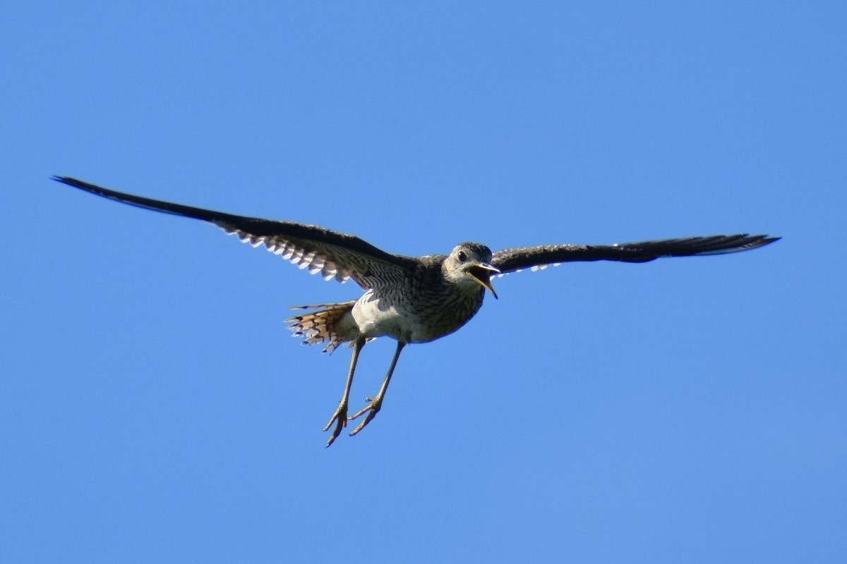 Upland Sandpiper - ML620836419