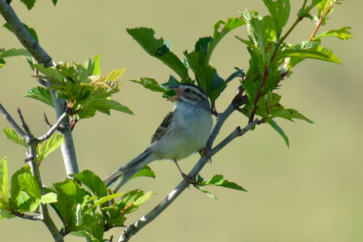 Clay-colored Sparrow - ML620836429