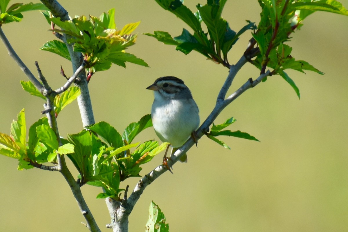 Clay-colored Sparrow - ML620836430