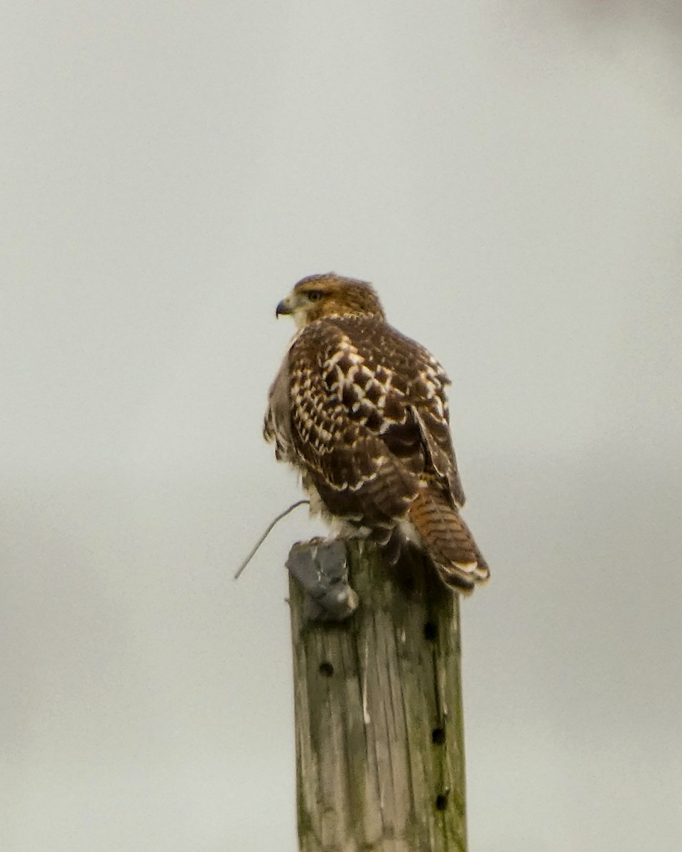 Red-tailed Hawk - ML620836441