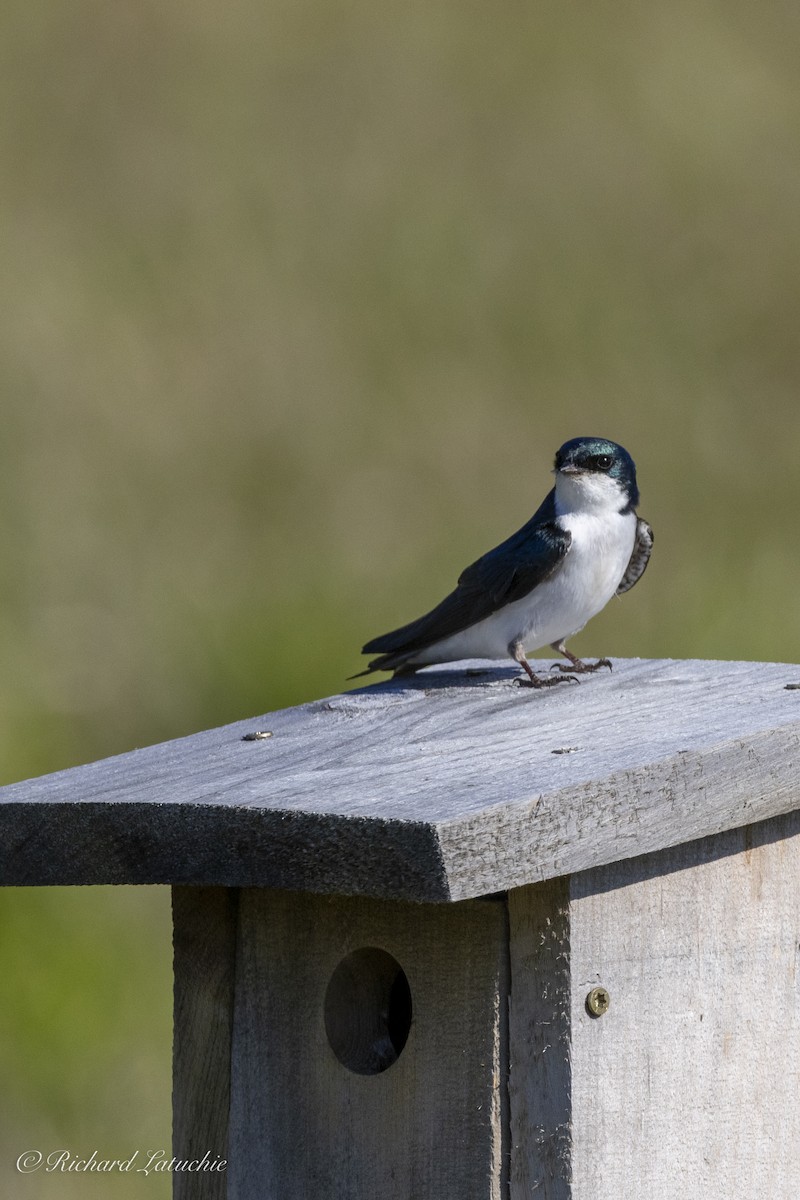 Tree Swallow - ML620836442