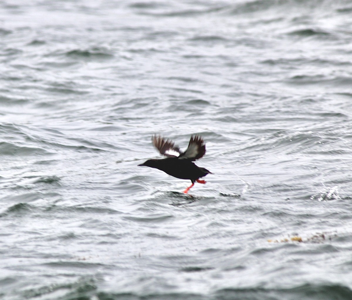 Black Guillemot - ML620836447