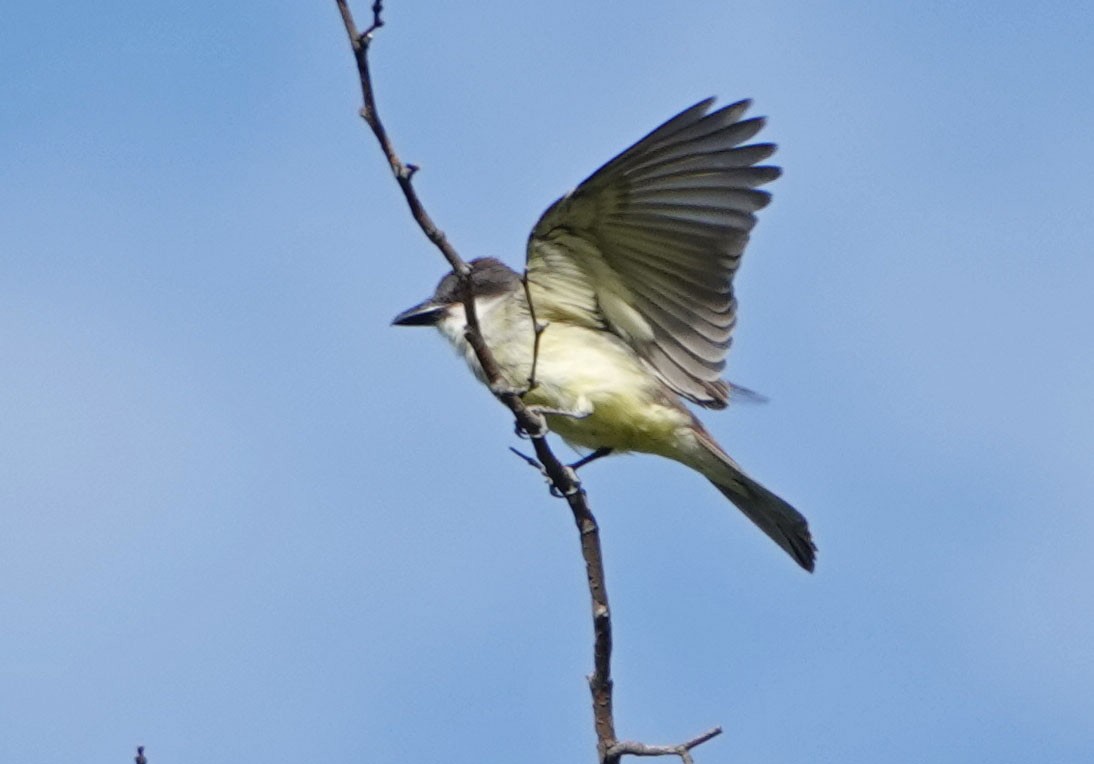 Thick-billed Kingbird - ML620836450