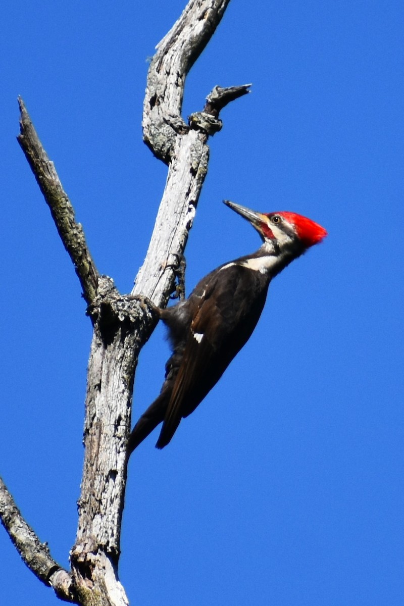 Pileated Woodpecker - ML620836454