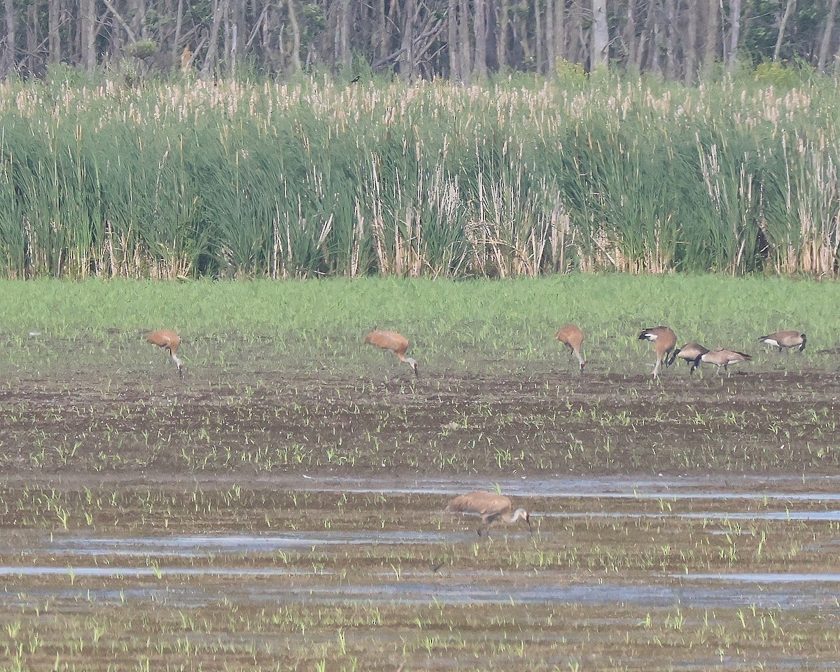 Sandhill Crane - ML620836457