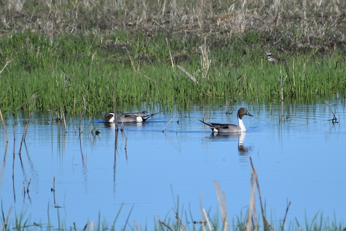 Northern Pintail - ML620836459