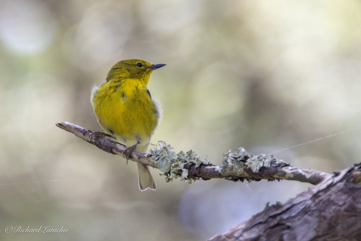 Pine Warbler - ML620836461