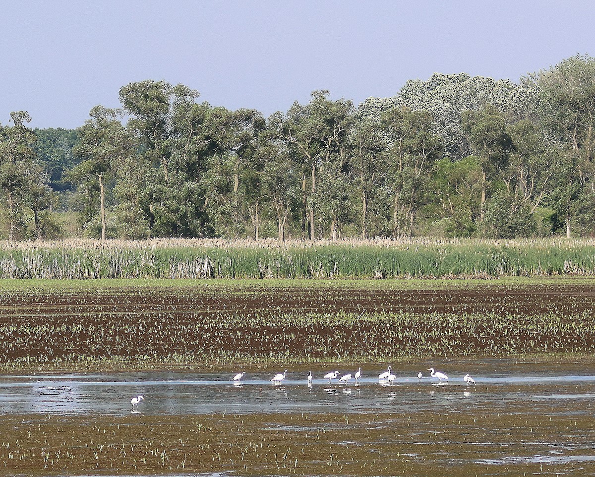 Great Egret - ML620836467