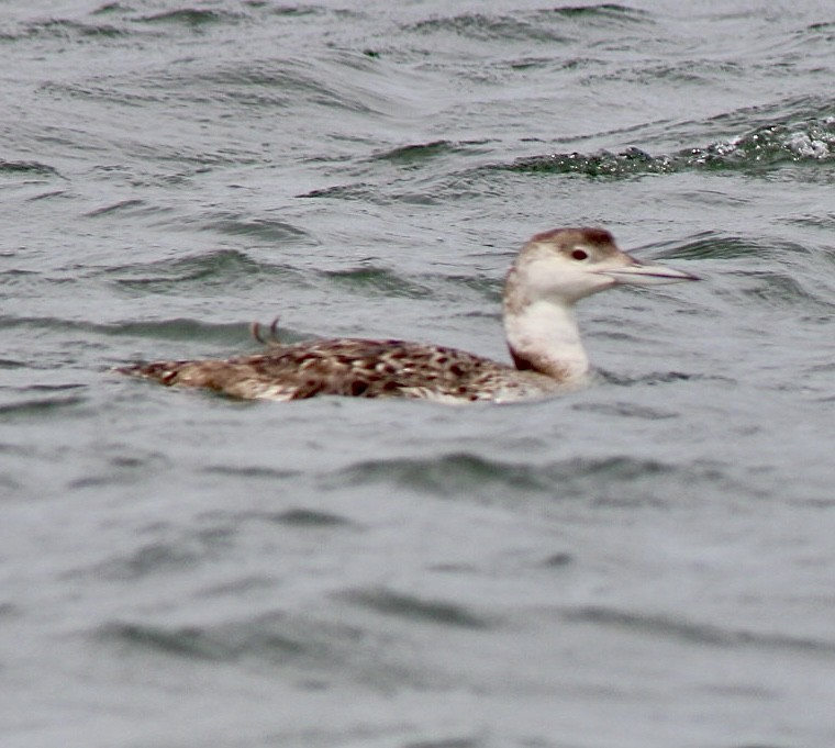 Common Loon - ML620836470