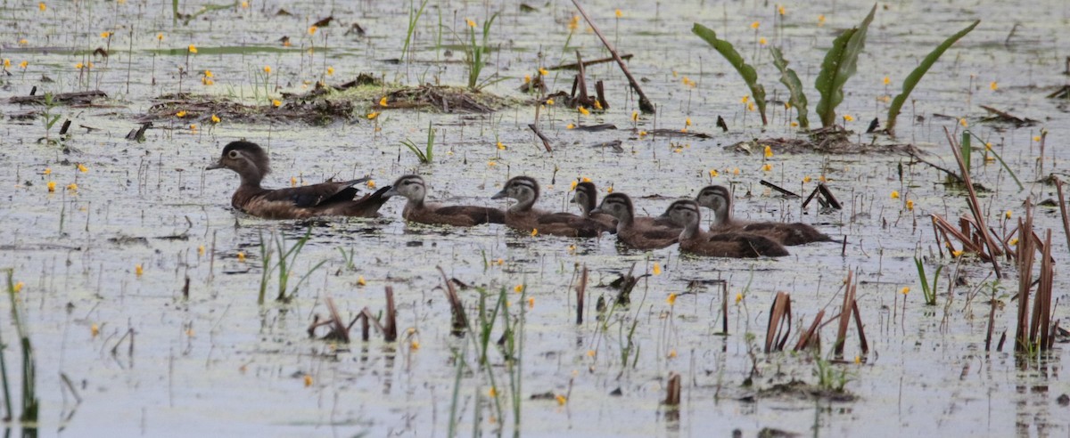 Wood Duck - ML620836473