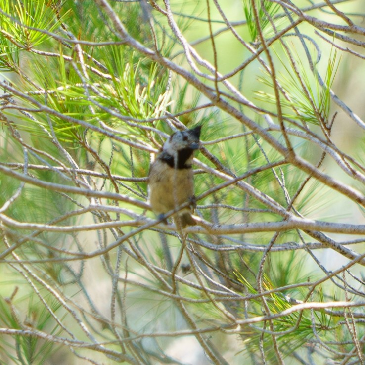 Crested Tit - Gonzalo Poquet