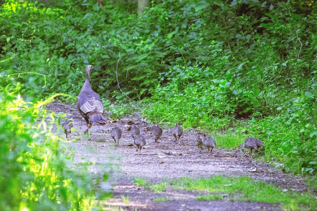 Wild Turkey - ML620836492