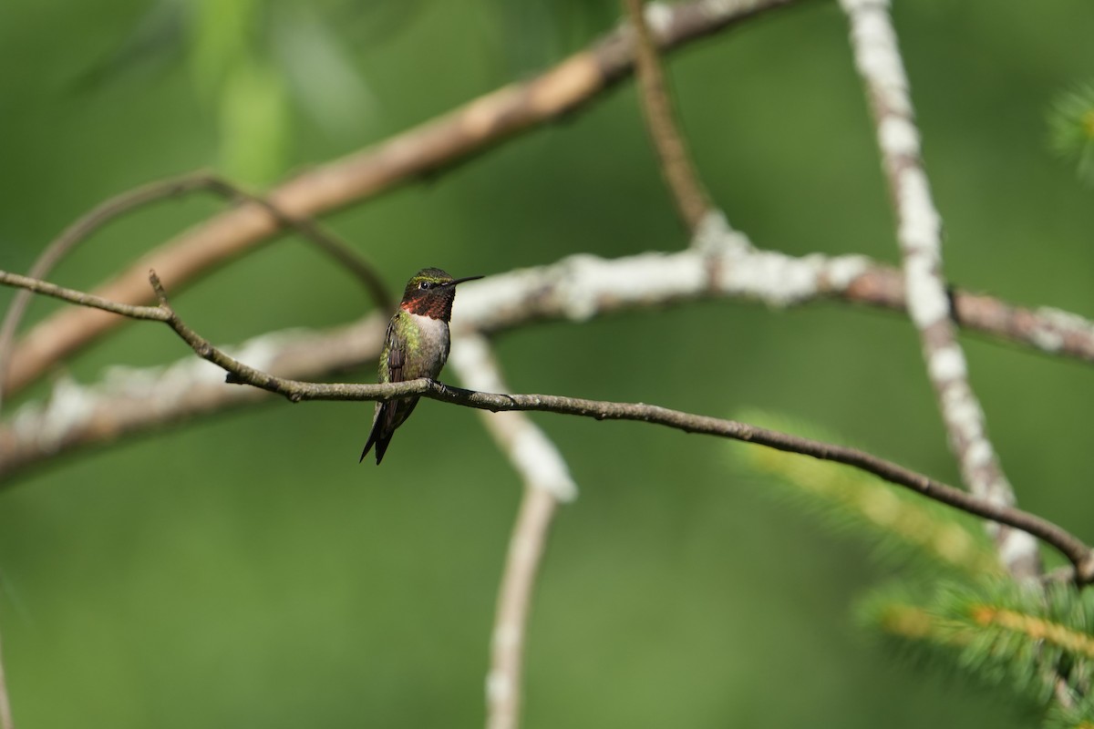 Ruby-throated Hummingbird - ML620836498