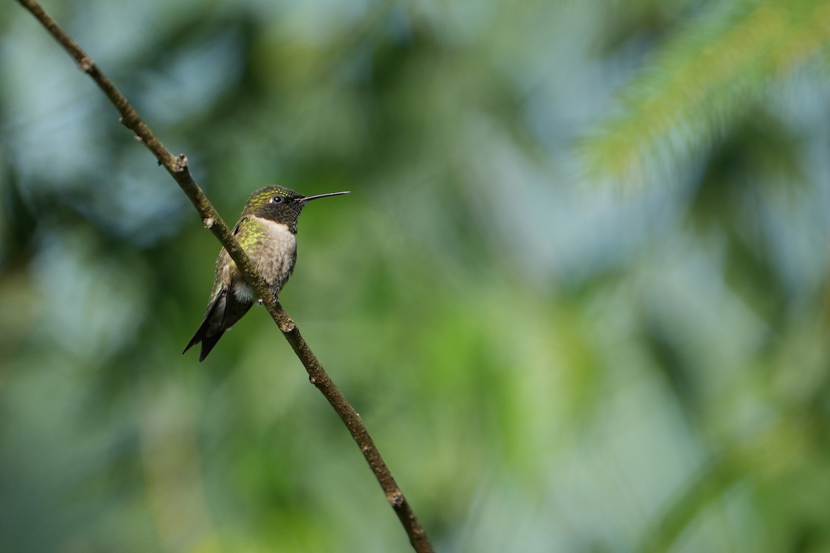 Ruby-throated Hummingbird - ML620836499