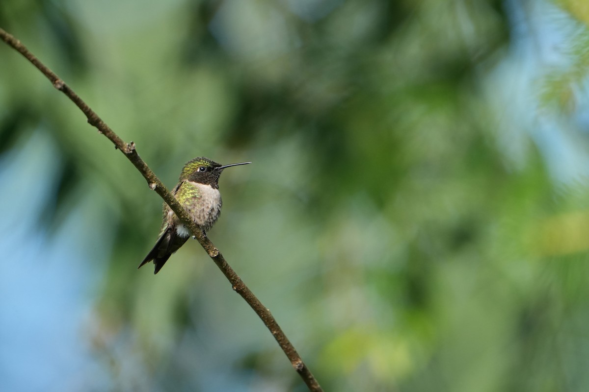 Ruby-throated Hummingbird - ML620836500