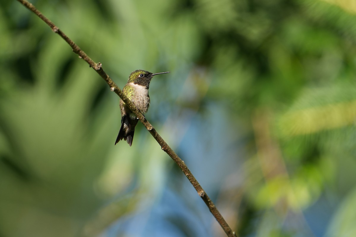 Ruby-throated Hummingbird - ML620836502