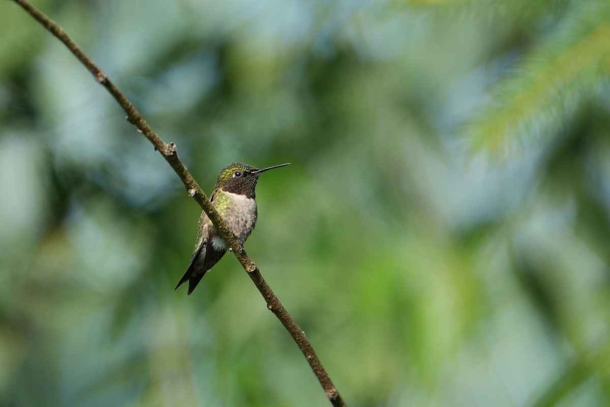 Ruby-throated Hummingbird - ML620836503