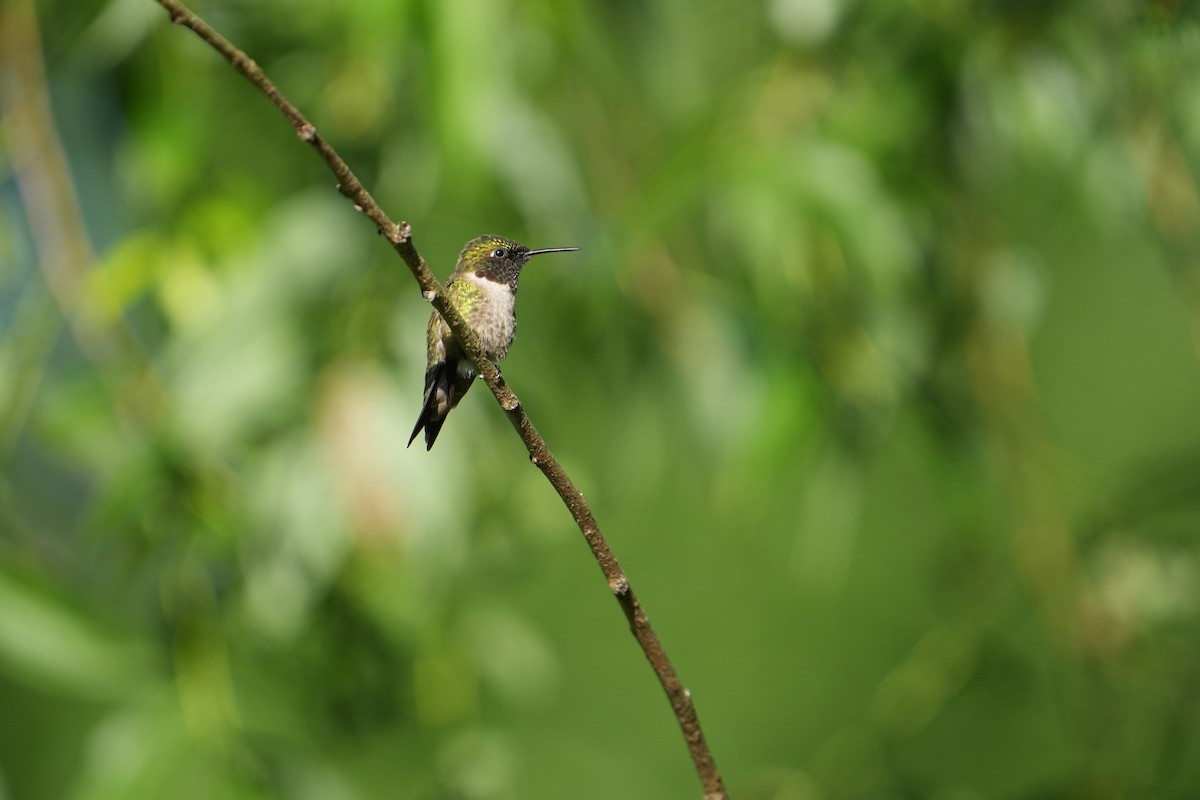 Ruby-throated Hummingbird - ML620836504