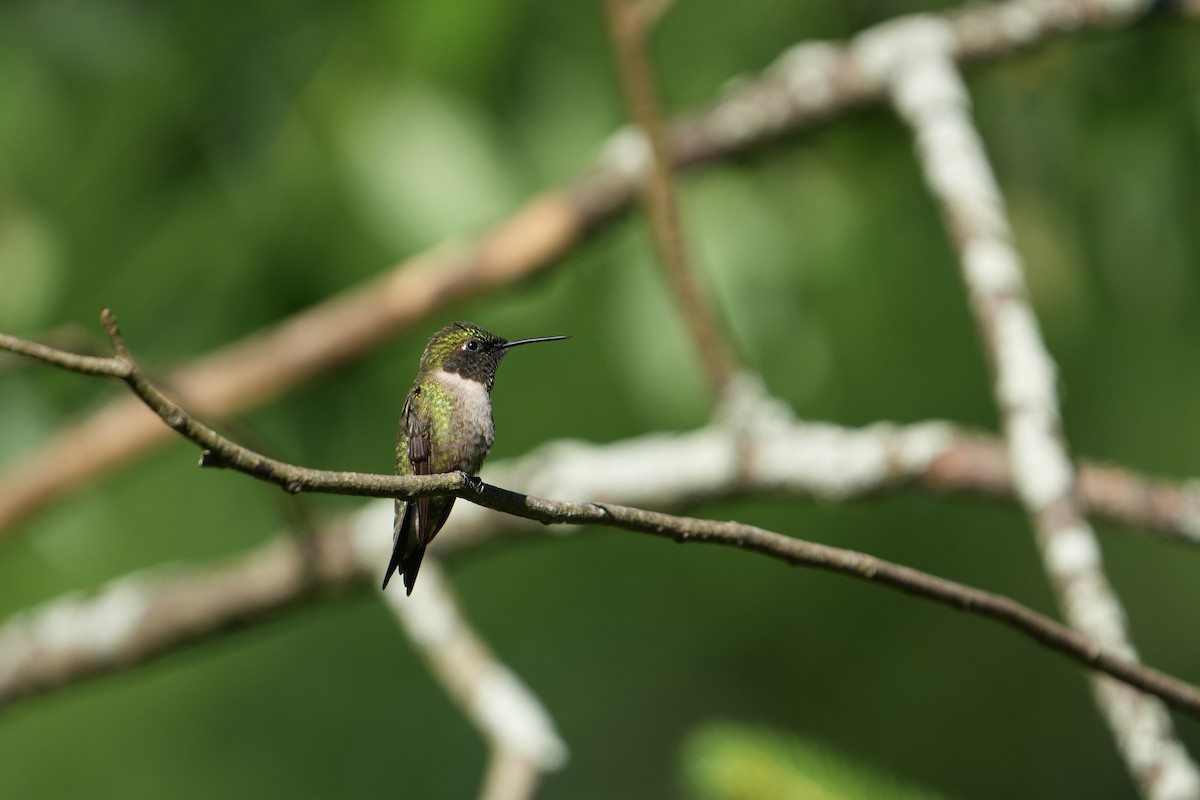 Ruby-throated Hummingbird - ML620836505