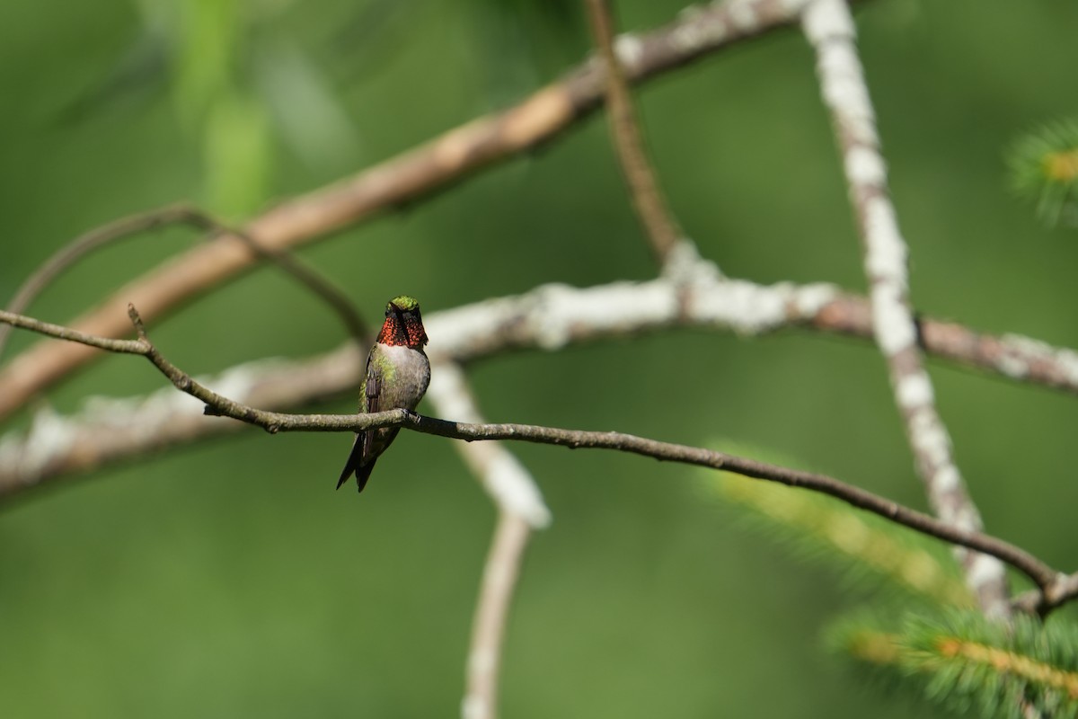 Ruby-throated Hummingbird - ML620836506