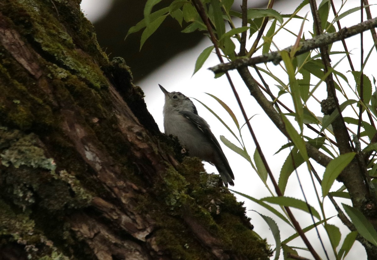 White-breasted Nuthatch - ML620836518