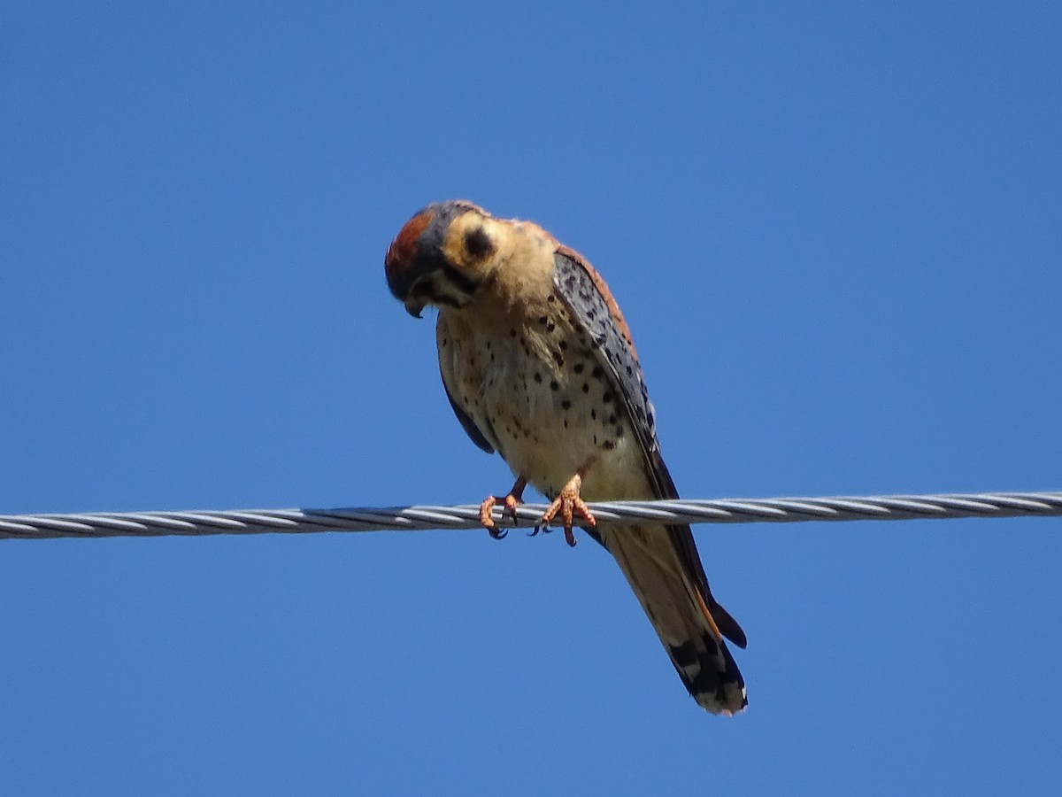 American Kestrel - ML620836521