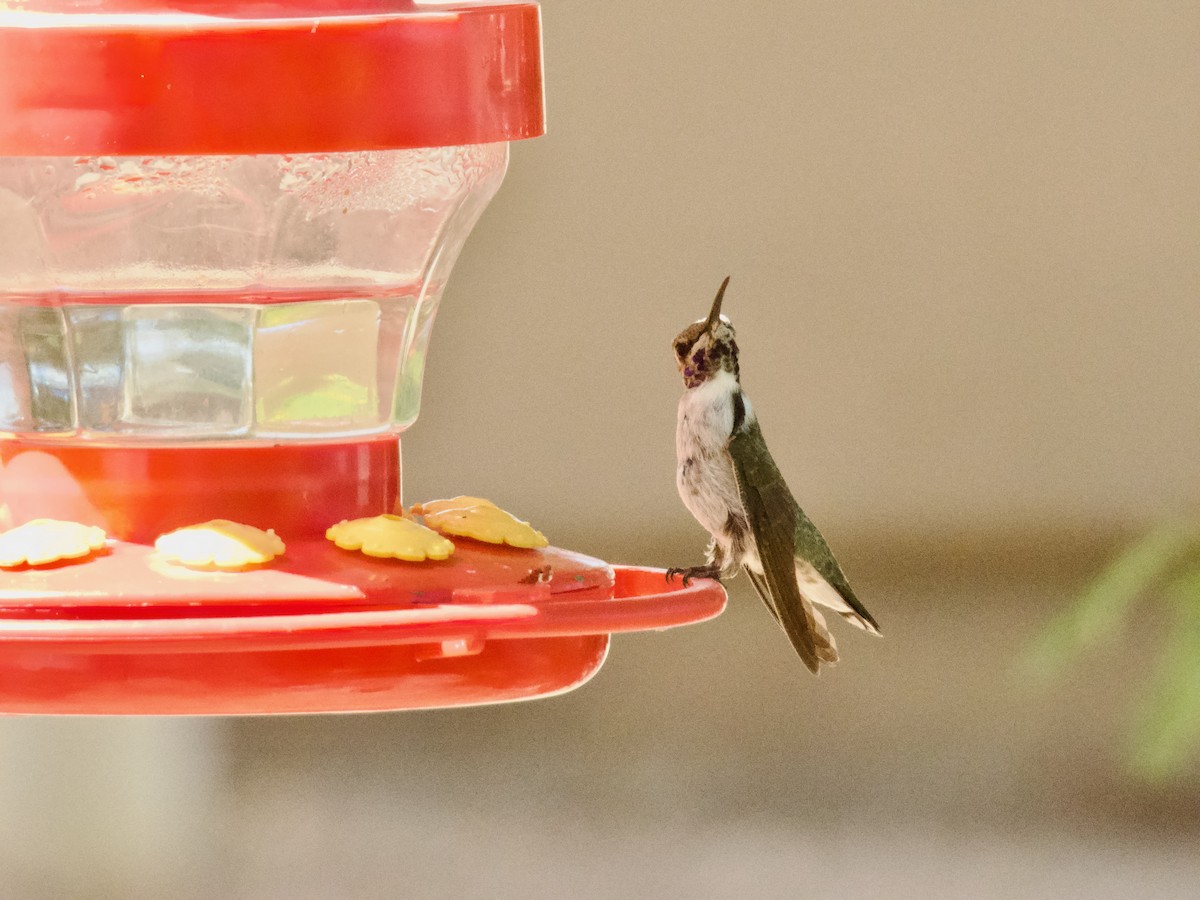 Costa's Hummingbird - ML620836524