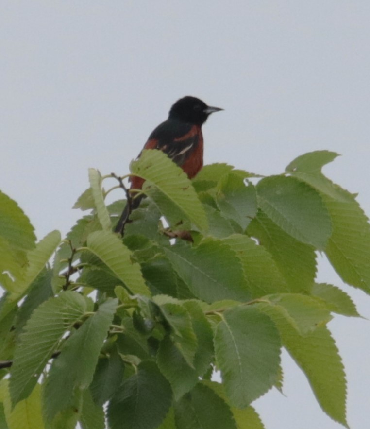 Orchard Oriole - ML620836543
