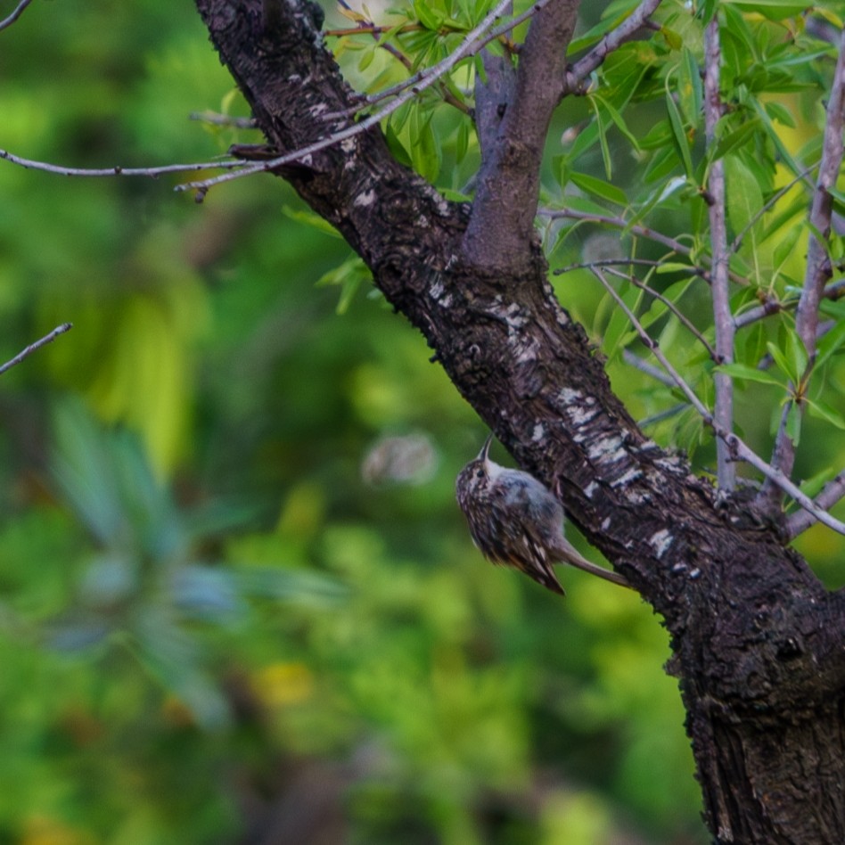 Short-toed Treecreeper - ML620836548