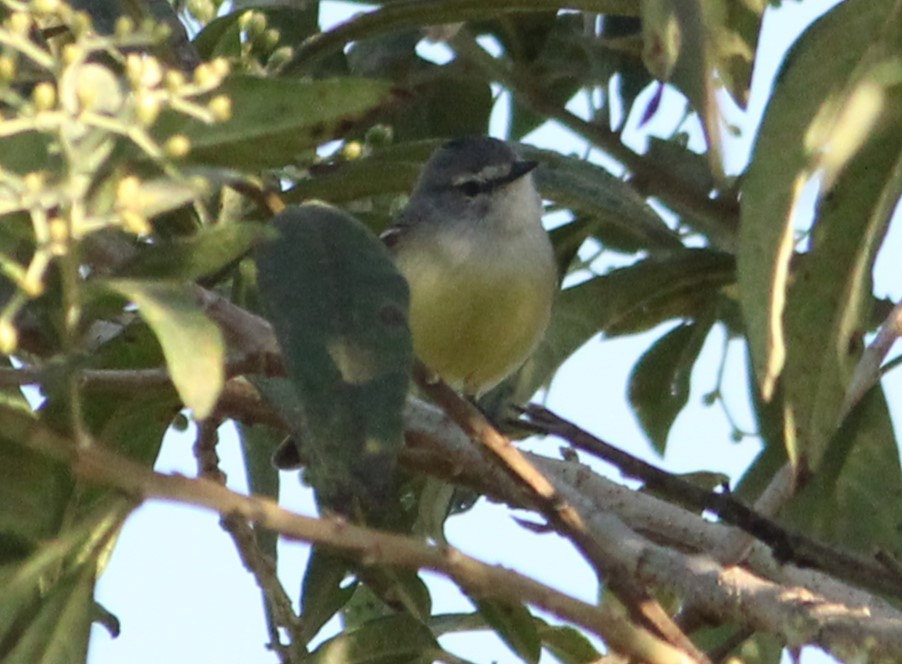 White-crested Tyrannulet - ML620836550