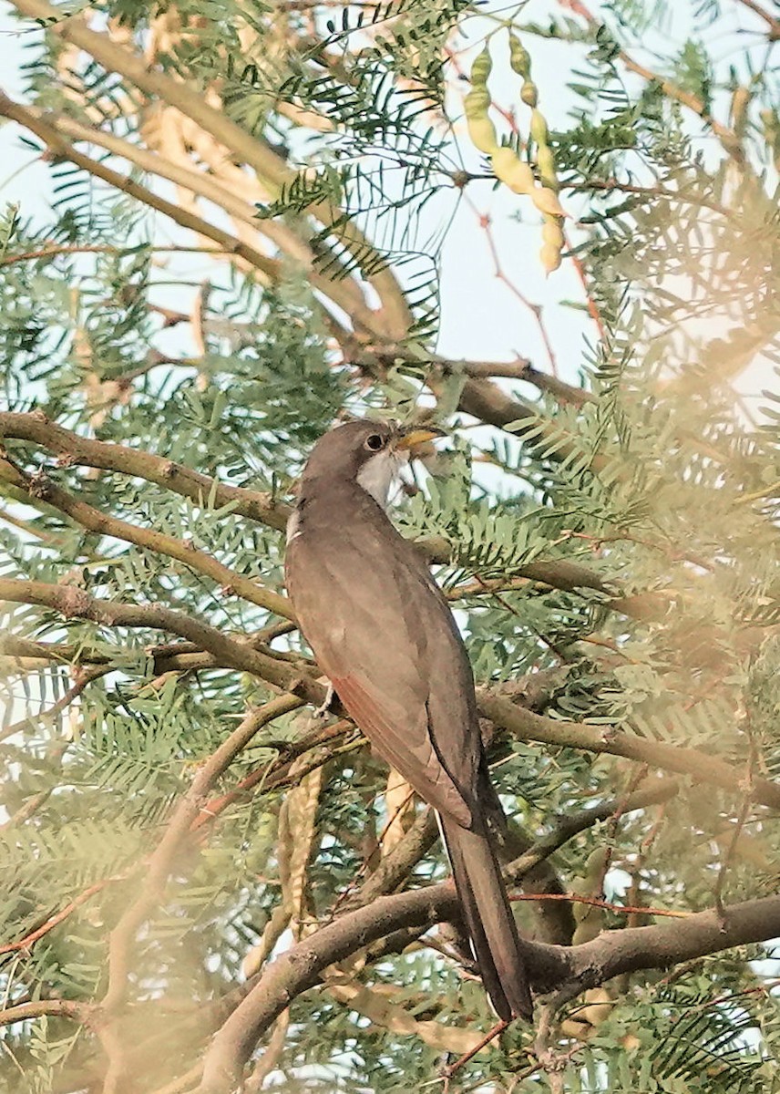 Yellow-billed Cuckoo - ML620836554