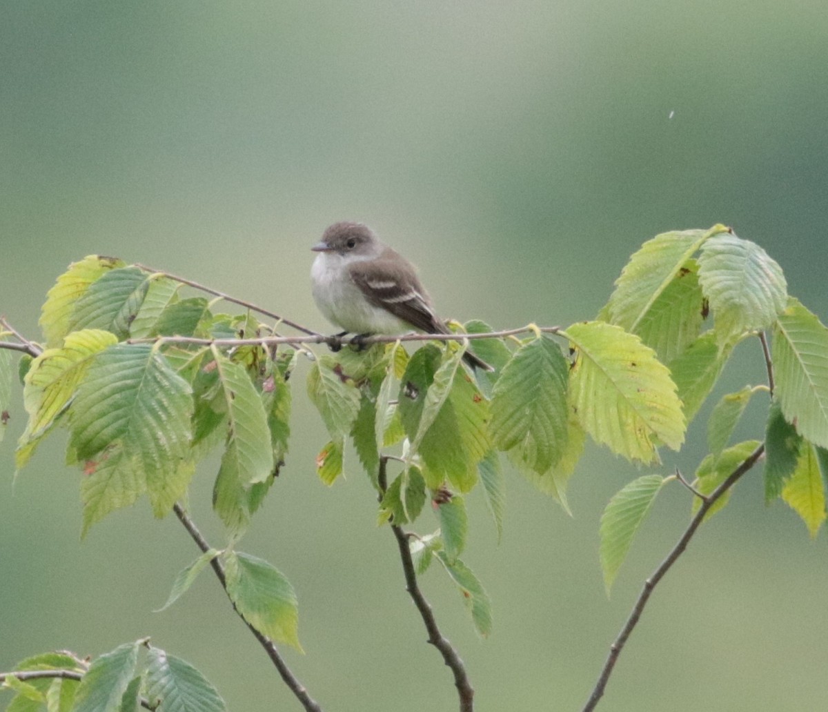 Alder/Willow Flycatcher (Traill's Flycatcher) - ML620836560