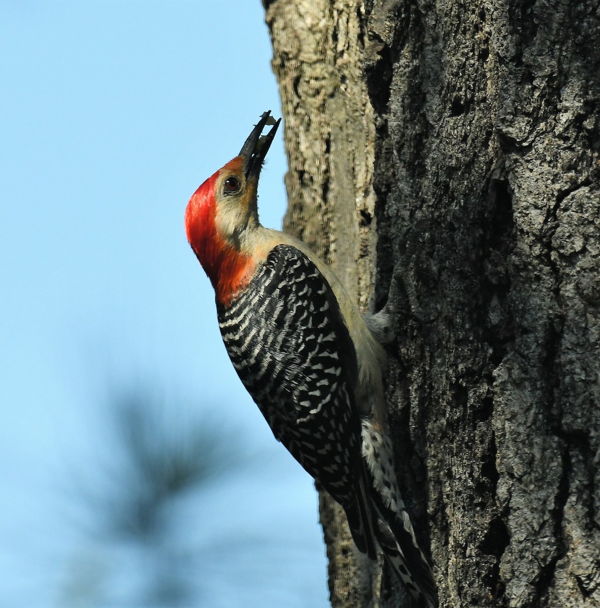 Red-bellied Woodpecker - ML620836564