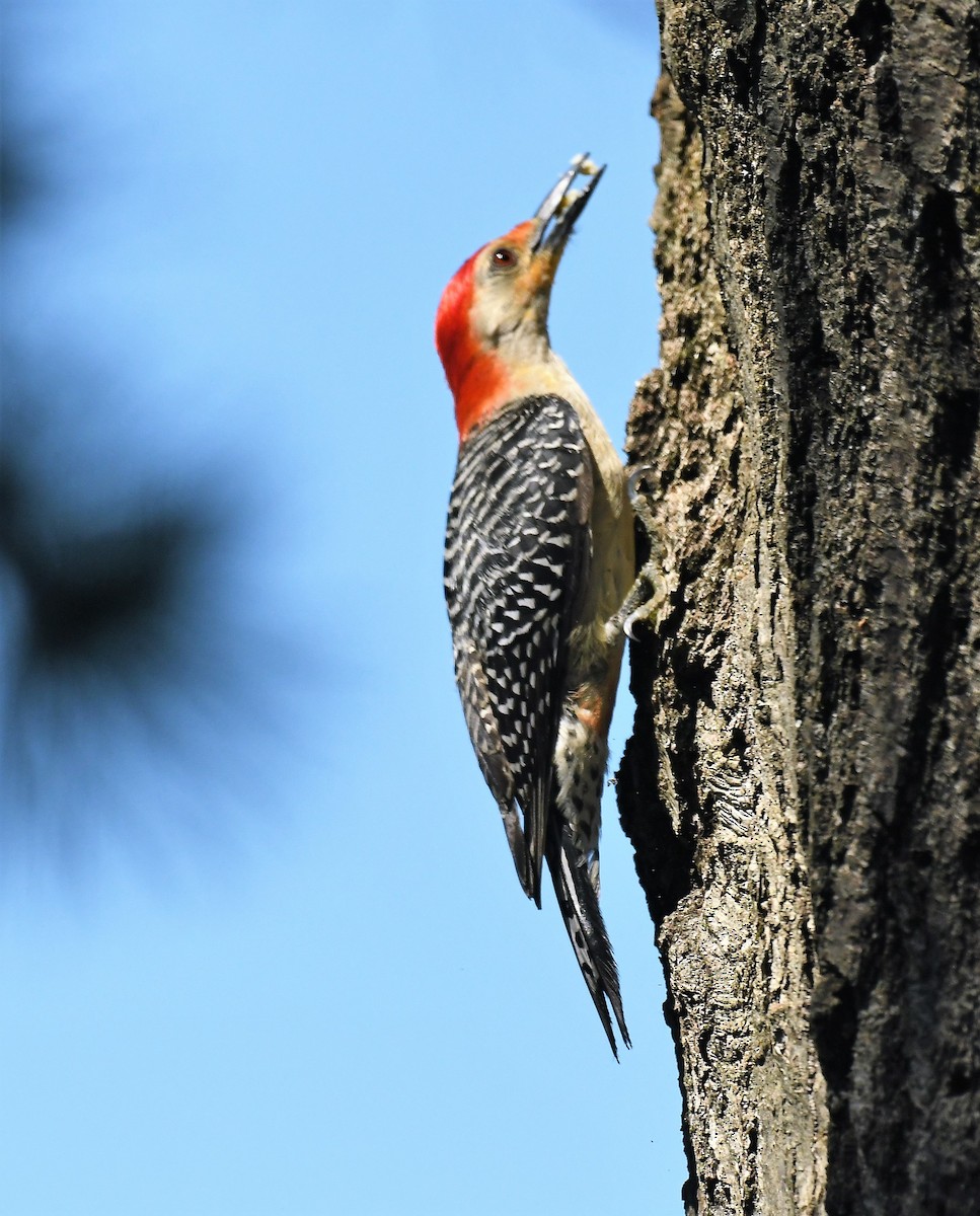 Red-bellied Woodpecker - ML620836565