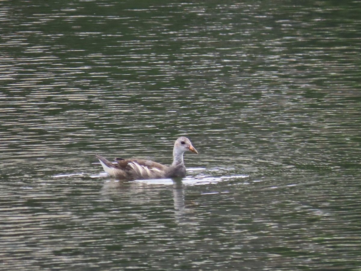 Gallinule poule-d'eau - ML620836567