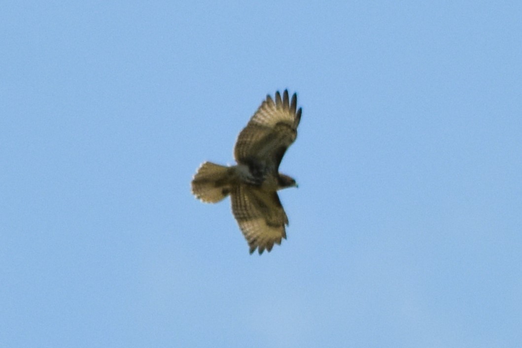 Red-tailed Hawk (borealis) - ML620836571