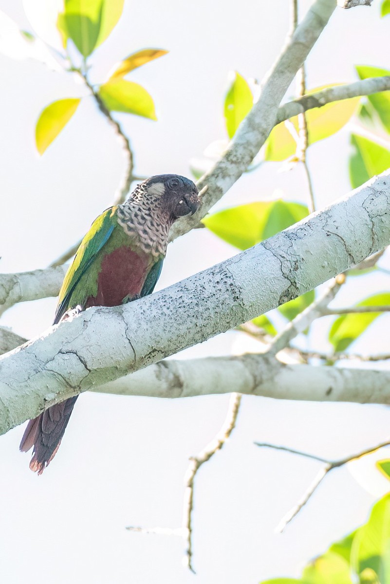 Cotorra de Santarém (amazonum) - ML620836575