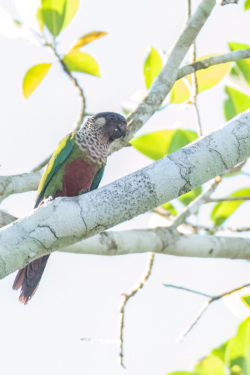 pyrura paráský (ssp. amazonum) - ML620836575