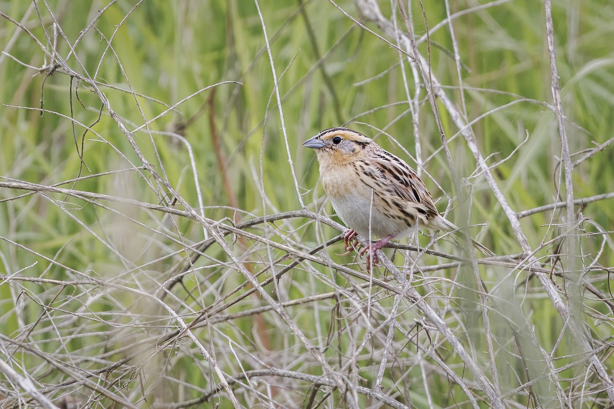 LeConte's Sparrow - ML620836577