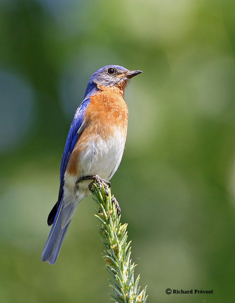 Eastern Bluebird - ML620836584