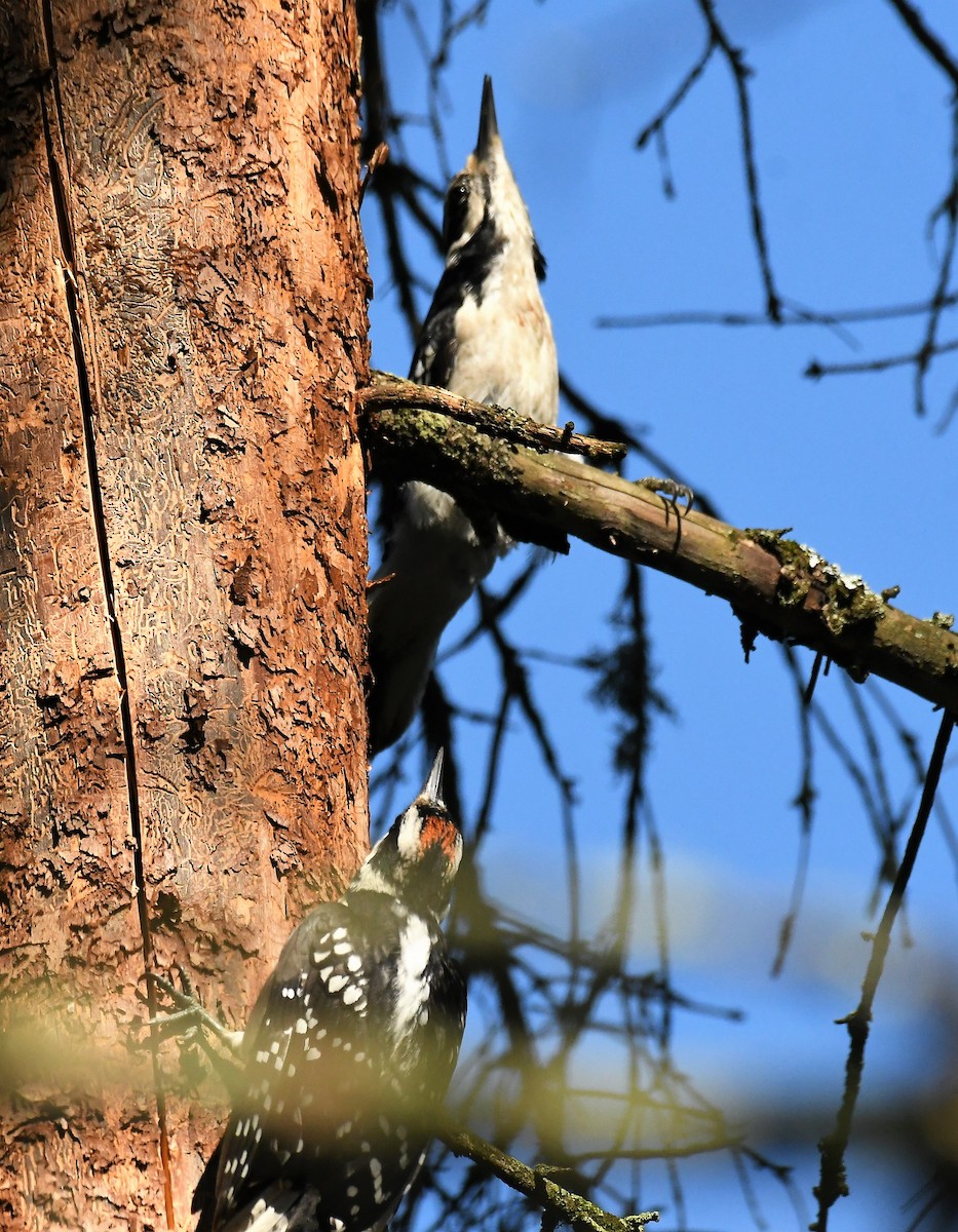 Hairy Woodpecker - Marcia Suchy
