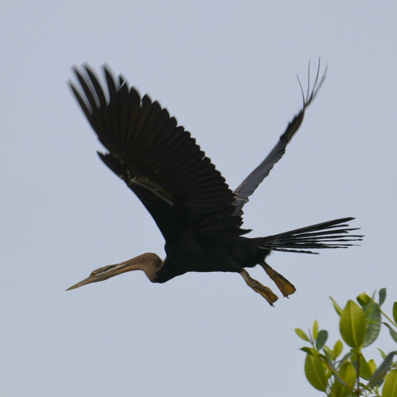 anhinga africká - ML620836590