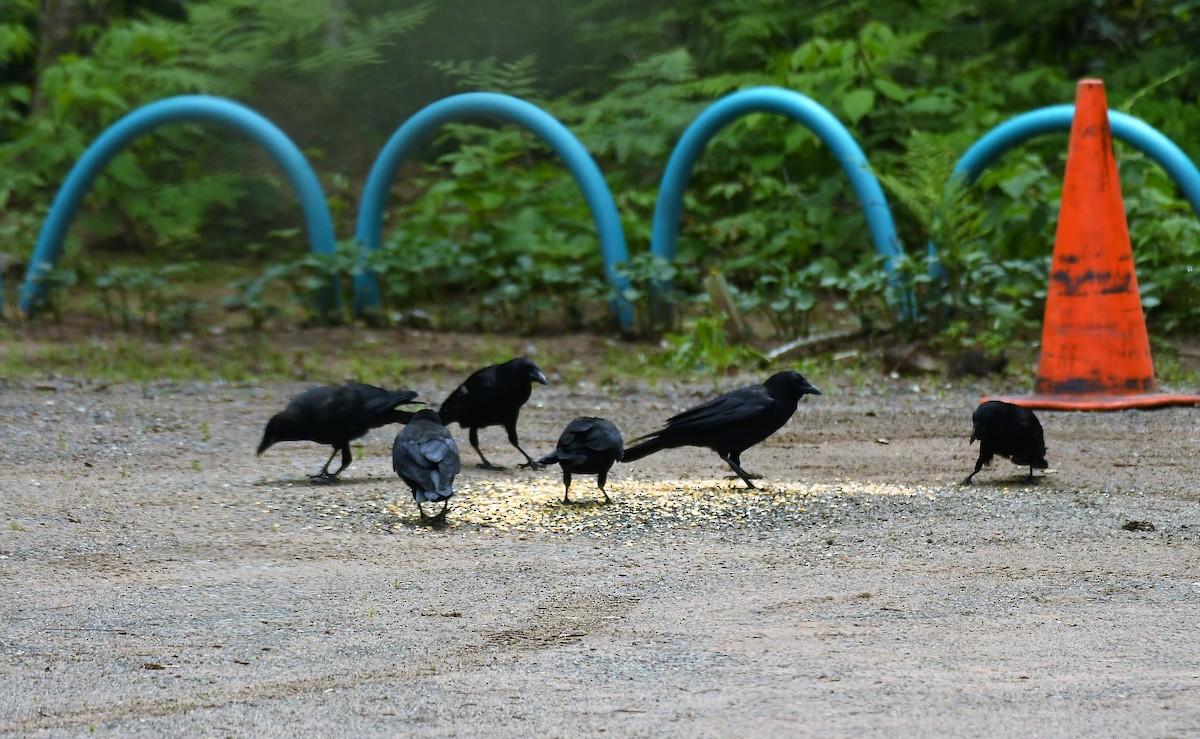 American Crow - ML620836598